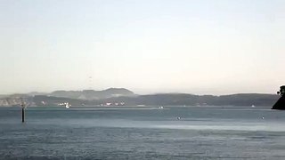 whale in san francisco bay