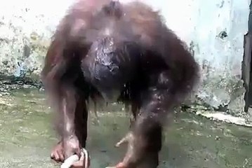 chempanzi bath how dose He/She