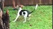 Video of adoptable pet named Primrose