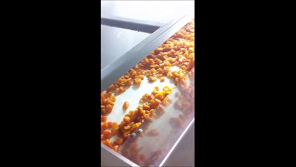 Kuru Kayısı Hattı ( dried apricots line )