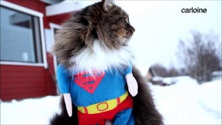 Batcat V Supercat - Dawn of Justice - Trailer