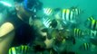 Scuba diving in Arabian sea.......