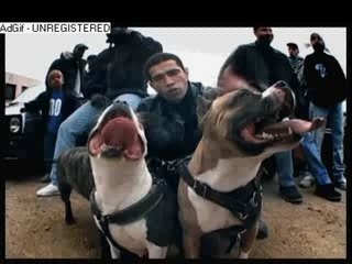 Honneur aux dames Intouchables Diam's