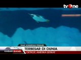 Detroit Buka Pusat Konservasi Penguin Terbesar di Dunia