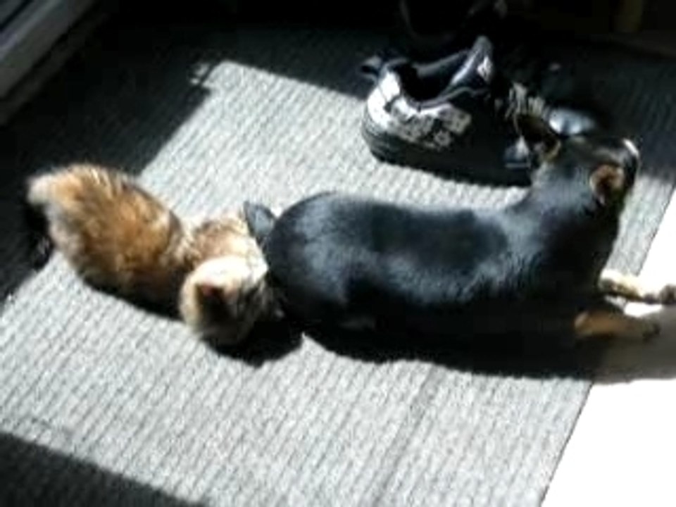mon chien et mon chat