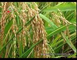 Giống lúa lai chât lượng - Mô hình SRI với giống lúa Nam ưu 604 tại Trấn Yên - Yên Bái, Vụ Xuân 2012