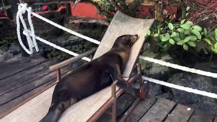 Ces lions de mer ont trouvé un super endroit pour faire une petite sieste...