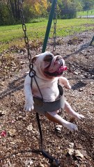 Ce bulldog adore faire de la balançoire...