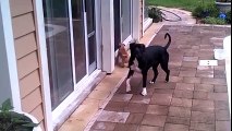 Un chien apprend à son petit à utiliser la porte. Adorable