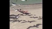 Une femme attaquée par des mouettes sur la plage... Elle l'a cherché