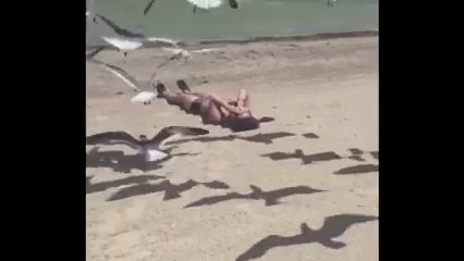 Descargar video: Une femme attaquée par des mouettes sur la plage... Elle l'a cherché