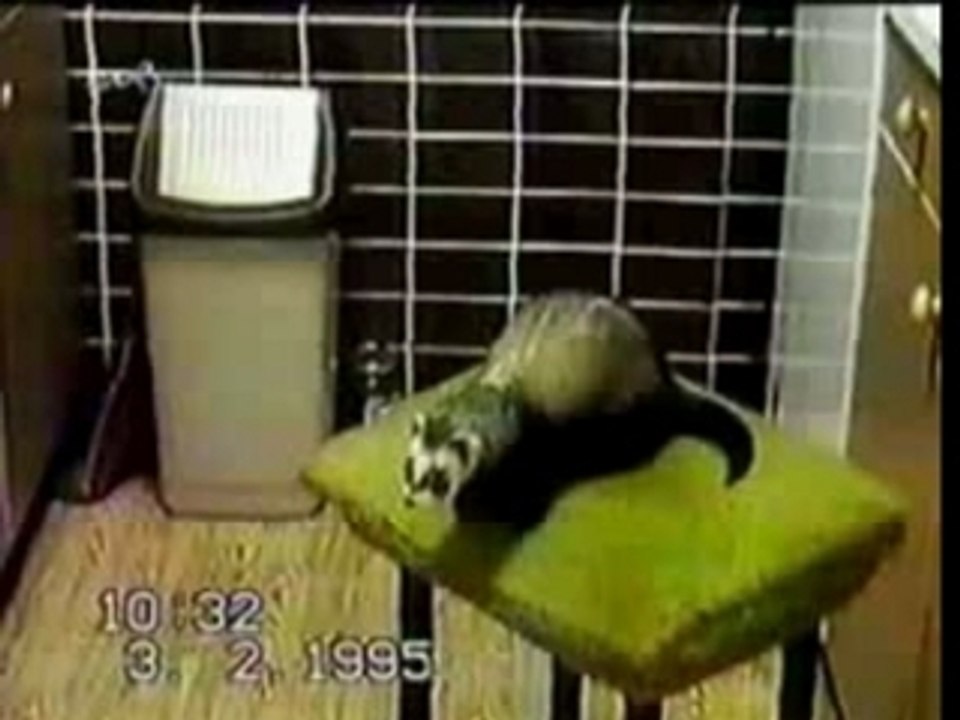 Furet