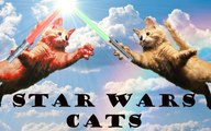 Jedi Cats - Trailer - Star Wars Parody - Jedi Kitt