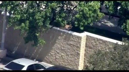 Mountain lion removed after being found at Los Angeles school