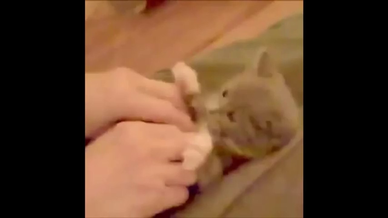 Funny Cats - Funny Animals - Funny Moments - Funny Cat Vines