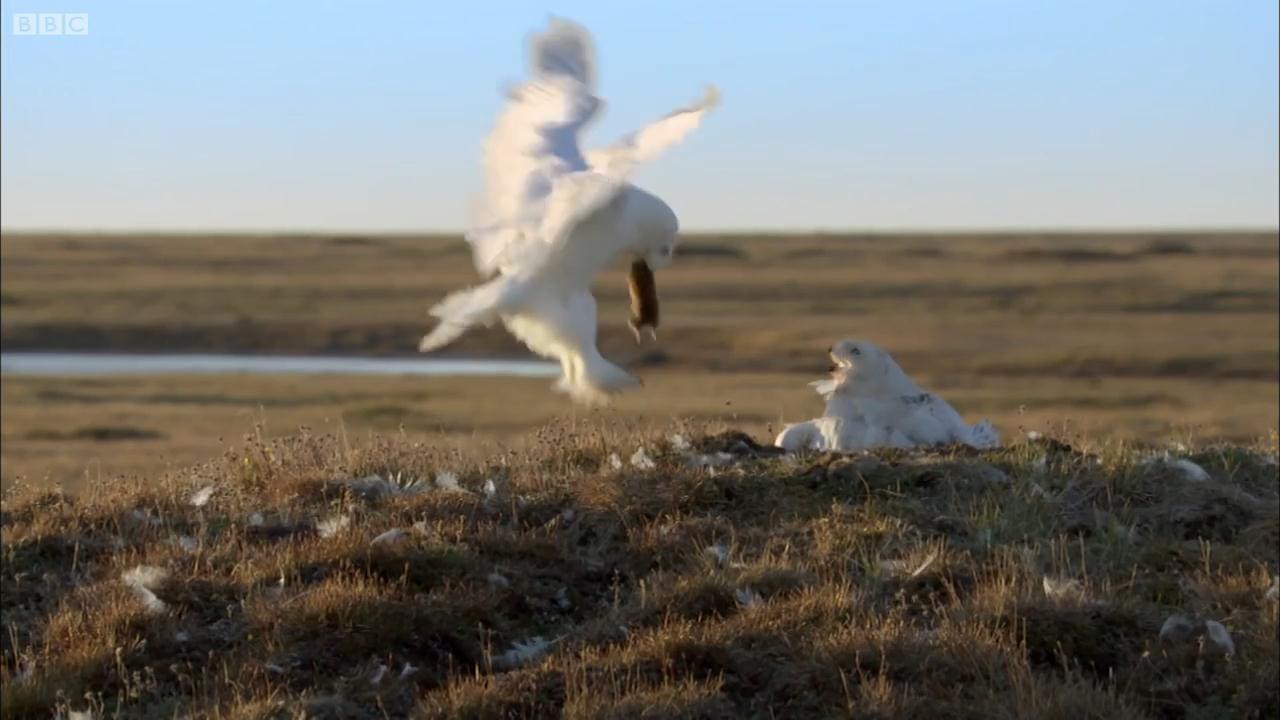 Owl Vs Wolf - Super Powered Owls
