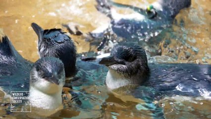 Des bébés pingouins sont présentés au zoo du Bronx