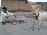 Funny Goat Very Funny Video Clips Funny Pranks Pakistani Funny Video
