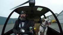 Un Bulldog copilote d'hélicoptère réagit quand les mouettes passent - Mauvais copilote