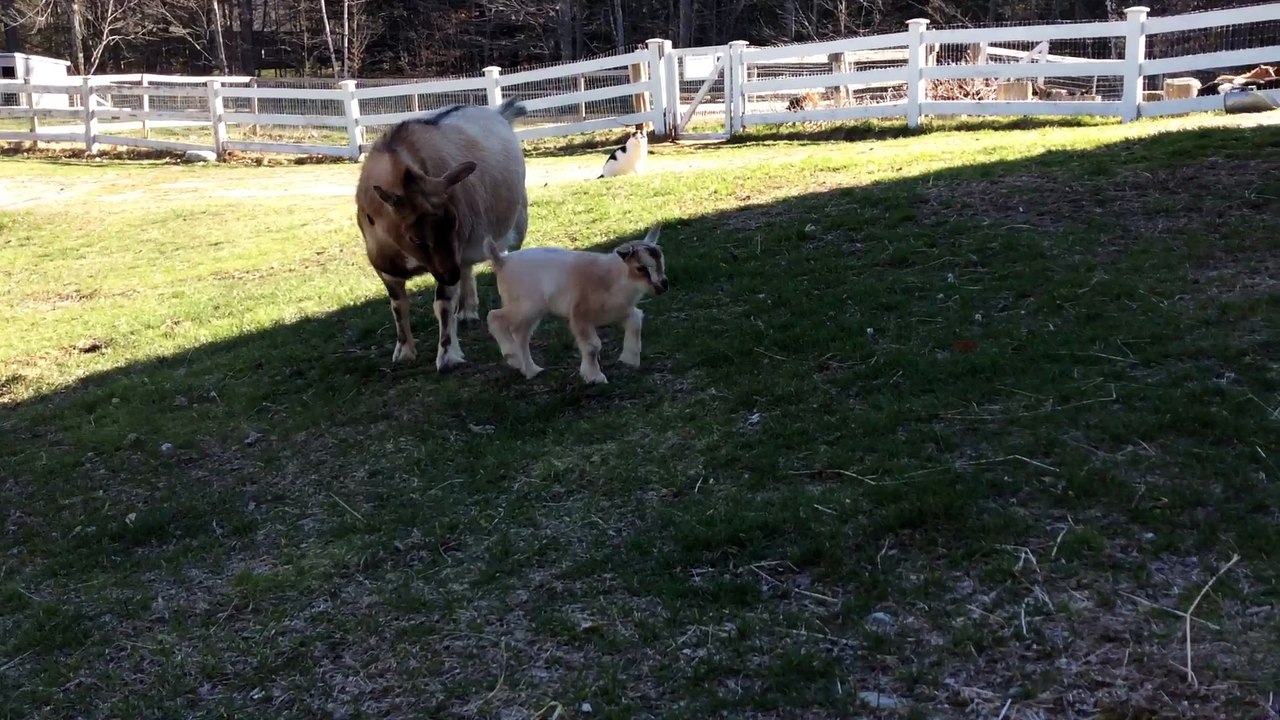 Les premiers pas et sauts d'un bébé chèvre !