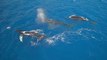 Superbes baleines à bosses filmées d'un Drone à Hawaï