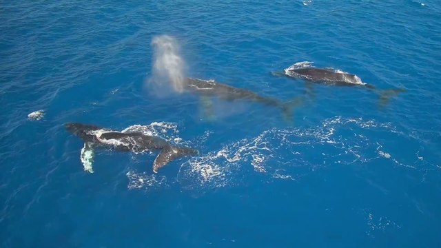 Superbes baleines à bosses filmées d'un Drone à Hawaï