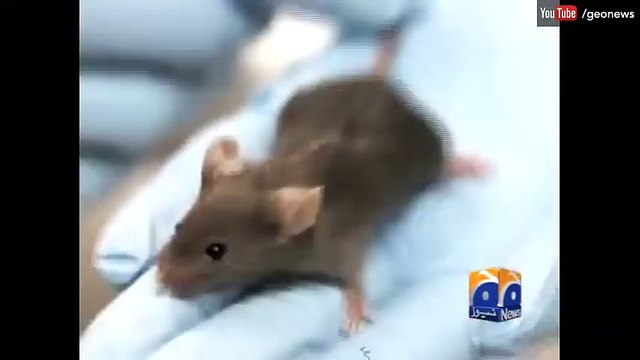 Peshawar announces head money for killing rats each dead rat worth Rs 25 31 March