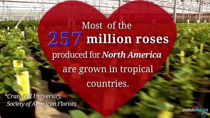 Valentines Days Dirty Little Secrets!