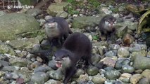 Baby otter pinned down by parents after trying to steal food off siblings