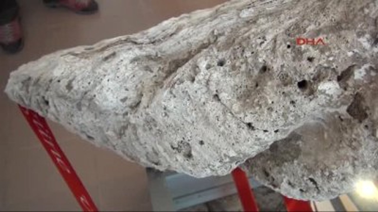 Çanakkale Çomü Müzesine 1 Milyon Yaşındaki İstiridye Fosili