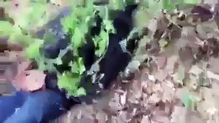 See That peoples go to other country