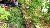  Помидоры в теплице без ухода  3  Созревание  Tomatoes in a greenhouse without a care  3