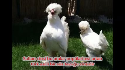 En Pahalı 3 Tavuk Cinsi