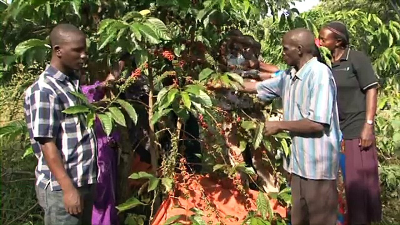 Uganda Coffee Platform Extension Videos