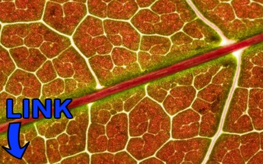 Download Nuclear Throne key generator telecharger 2016