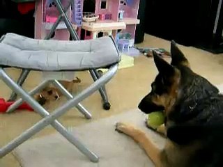 Un chiot attaque un berger allemand