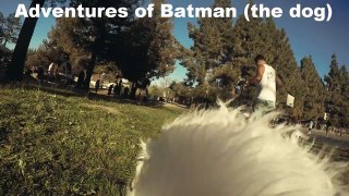 Adventures of Batman the dog