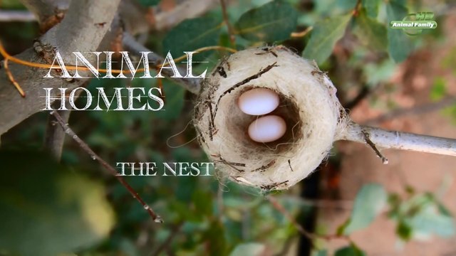 Дома животных - Прирожденные Инженеры 1 серия. Гнездо (2015) HD