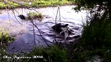 Un alligator gigantesque mange un autre alligator