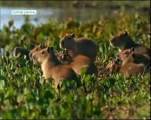 Fluss Monster Die Killerfische im Amazonas