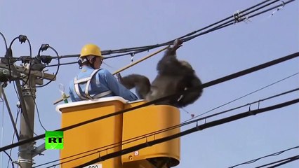 Un singe se sauve dun zoo et se balade sur des lignes électriques