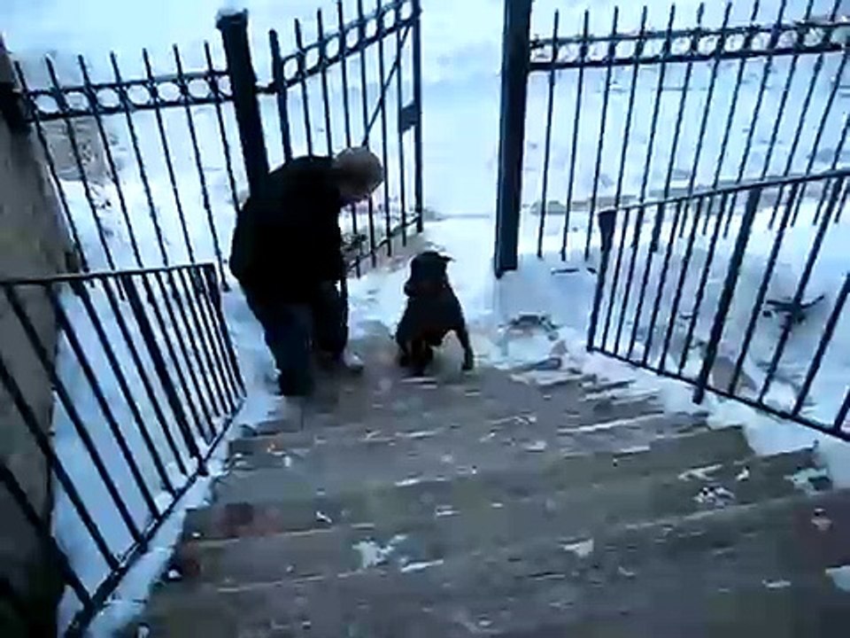 Un chien monte les escaliers debout