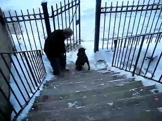 Un chien monte les escaliers debout