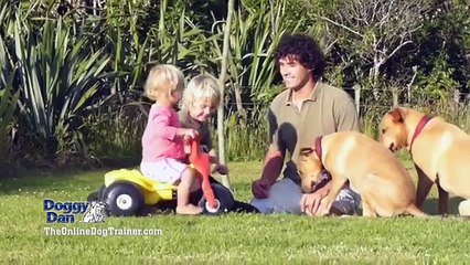 Doggy Dans Online Dog Trainer
