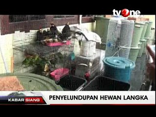 Upaya Penyelundupan Satwa Langka ke Australia Digagalkan