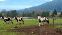 Tiara, Gypsy cob filly