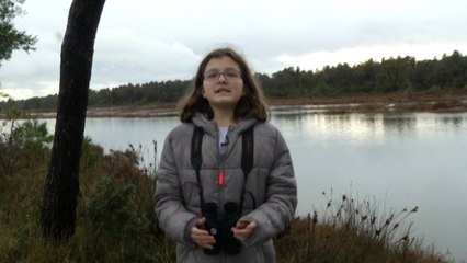 Tangram - Shqipëria më e mirë kur të mbrojmë pelikanin kaçurrel - Desa Harxhi - 30