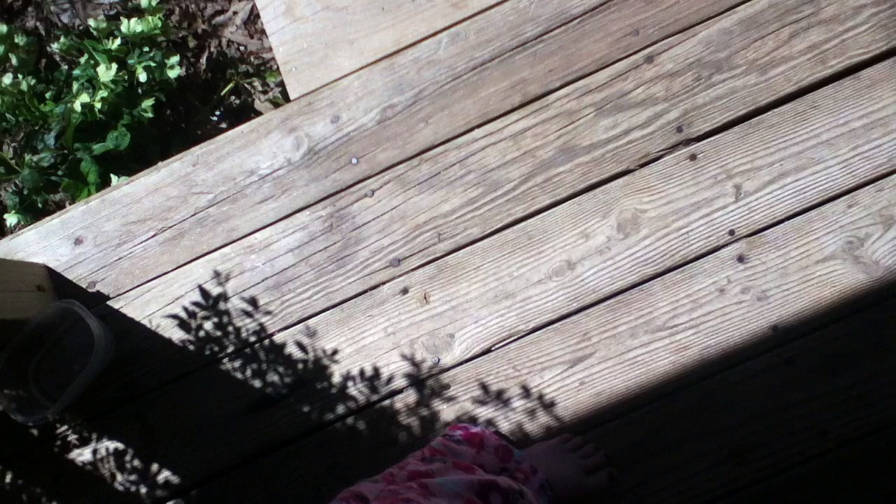 Z57 Presents Neighbor Pups