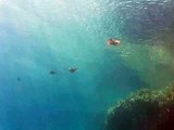 Diving in Cyprus. Squid