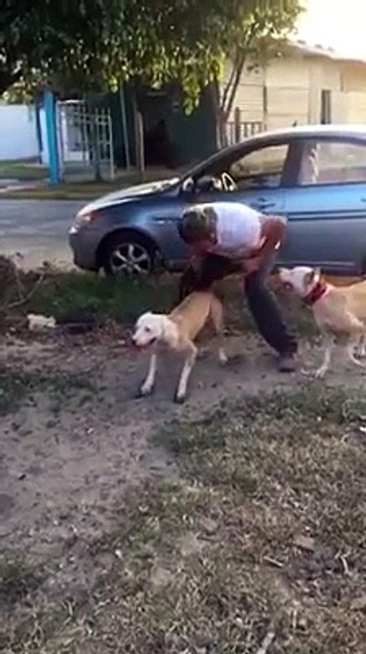 4 Metre Yukarıya Sıçrayan Köpek
